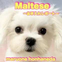 【 マルチーズ 】人馴れお手入れ馴れはお任せください!育てやすい純白ガール!