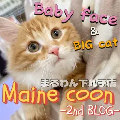 【 メインクーン 】顔つきは大人っぽく体はゴージャスになってきた美猫の成長日記