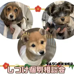 【 しつけ個別相談会 】愛犬との絆の結び方レクチャーとお悩み相談！