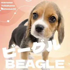 【 ビーグル 】靴下を履いたビーグルちゃんが横浜元町店やってきた!