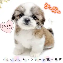 【 シーズー 】ビジュアルも性格も最高！穏やかな癒しの存在になる女の子