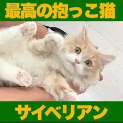 【 サイベリアン 】食育抜群!お手入れ上手のパーフェクト抱っこ猫に成長!