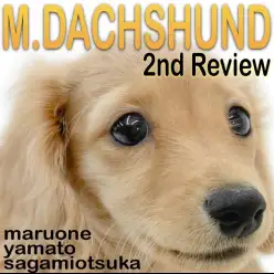【 ミニチュアダックスフント 】変わらない可愛さと増す魅力!生後3ヶ月の成長記
