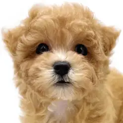 【 MIX 】トイプードルとマルチーズの大人気MIX！アプリコットの女の子