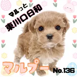 【 マルっと東川口日和No.136 】人見知りゼロの最強激かわマルプーの女の子！