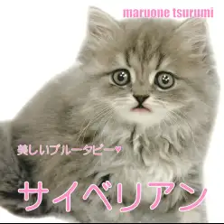 【 サイベリアン 】人に寄り添う癒し系ブルータビーの女の子！