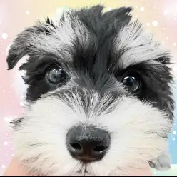 【 ミニチュアシュナウザー 】マルワン横浜元町店がシュナウザーを勧める5つの理由！