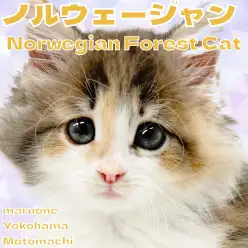 【 ノルウェージャンフォレストキャット 】顔よし性格よしの癒し系キャット!