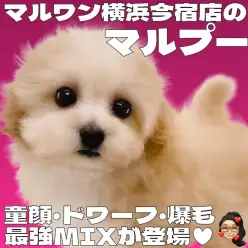 【 MIX 】目ヂカラ最強の癒し系！マルプーの女の子が横浜に登場！