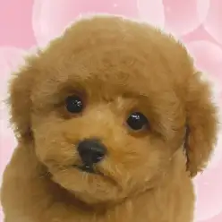 【 トイ・プードル 】シャンプー&トリミングで更に可愛くなった!リアルくまちゃん