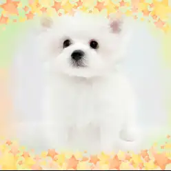 【 マルチーズ 】やさしい笑顔が可愛い男の子との癒しの生活はいかが？