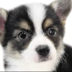 【 コーギー 】胴長短足むちむちボディの癒し系男子！希少なレアカラーにも注目！