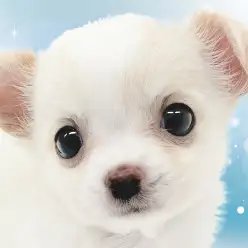 【 チワワ 】透明感溢れるぴゅあホワイトなちーちゃんが横浜元町店に登場!