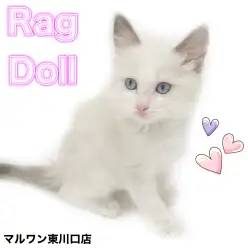 【 ラグドール 】ふんわり優しい女の子が仲間入り！癒しの表情に心奪われます！