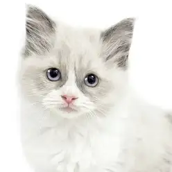 【 ラグドール 】ずーっと抱っこできるラグドールの女の子は性格が超キュート!