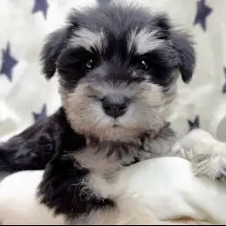 【 ミニチュア・シュナウザー 】ブラック＆シルバーの甘えん坊で賢い女の子