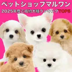 【 マルワンランキング 】2025年度マルワンでご成約いただいた犬種ランキングTOP5を大公開！