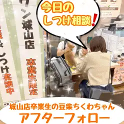 【 お迎え後無料相談風景 】卒業生豆柴のちくわちゃんの来店