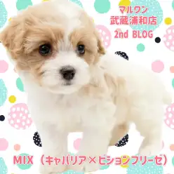 【 キャバション 】キャバリアとビションの希少なMIX！甘えん坊な女の子