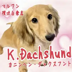 【 カニンヘンダックスフント 】体型の変化と社会化トレーニングの様子