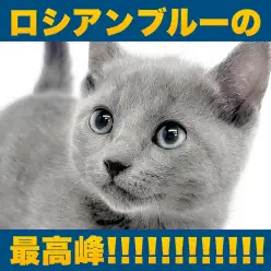 【 ロシアンブルー 】極上ロシアンスマイルの持ち主！初心者安心の生活ポイントを解説！