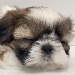 【 シーズー 】知名度高き人気者！鼻ぺちゃ界のお姫様が癒やしをお届けします！