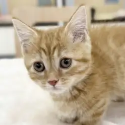 【 マンチカン 】短足足の長さ5cm、猫界のスーパーカー参上！