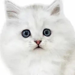 【 ペルシャ 】シルバーに輝く猫界の王様！気品と甘えん坊のギャップがたまらない