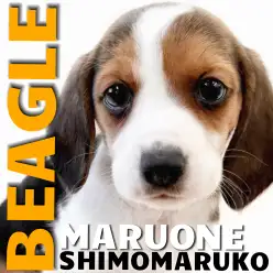 【 ビーグル 】瞳が可愛い癒し系！アクティブな相棒と楽しい夢の日々はいかが？