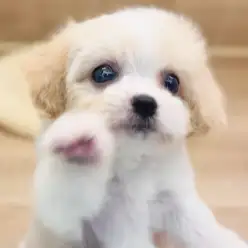 【 キャバション 】茶目っ気たっぷりの小さな女の子！ほっこり北通vol.267