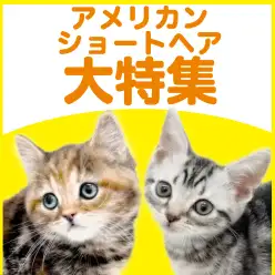 【 アメリカンショートヘア特集 】1/22現在在店中のアメショ特集！最新動画付き