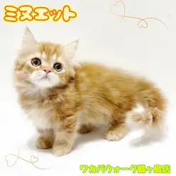 【 ミヌエット 】短い手足と丸顔の男の子は大きな瞳の癒し系！