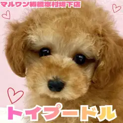 【 トイプードル 】初めての方にもおすすめしたい癒し系トイプードルくんをご紹介！