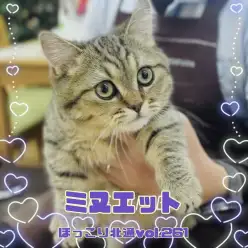 【 ほっこり北通vol.261 】 ムチッと短足ミヌエット君はお手入れもバッチリ