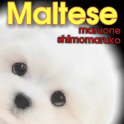 【 マルチーズ 】愛くるしい愛玩犬代表！白い天使が大田区下丸子に舞い降りた！