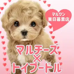 【 MIX 】大人気マルプーのセンターアイドルがやってきた!