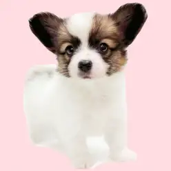 【 パピヨン 】大きな耳が魅力!ホワイト&ブラウンの女の子が埼玉浦和に登場