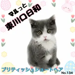 【 マルっと東川口日和No.134 】まん丸フェイスに癒される！穏やかブリちゃん