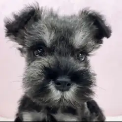 【 ミニチュアシュナウザー 】愛らしさ満点！小さめシュナくんが志村坂下店に登場！