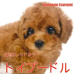 【 トイプードル 】王道レッドカラー、賢くて甘えん坊な男の子！