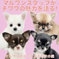 【 チワワ 】スタッフが2025年マルワンご成約ランキング第1位チワワの魅力を語る！