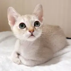 【 シンガプーラ 】希少猫と呼ばれる妖精のようなシンガプーラの男の子