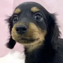 【 カニンヘンダックスフント 】ダックス最小サイズ！パーフェクトガールが襲来！