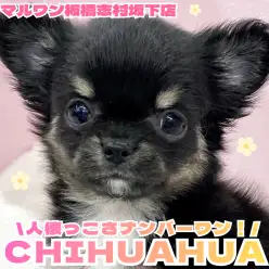 【 チワワ 】ドワーフ体型と童顔フェイスが魅力のチワワちゃんが志村坂下店に登場！