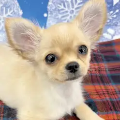 【 チワワ 】第3弾！城山っ子成長報告！2026年1月27日