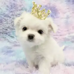 【 マルチーズ×チワワ 】激レアMix！飼いやすい美形ワンコ！