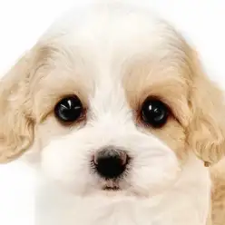 【 MIX 】丸顔と綺麗に入ったカラーが可愛い！マルワンのキャバションが大和市に