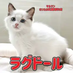 【 ラグドール 】キャンドルテールが可愛いシールポイントバイカラーの男の子