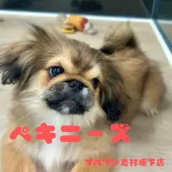 【 ペキニーズ 】癒しの鼻ペチャ顔は悶絶級の可愛さ!明るい性格の女の子!
