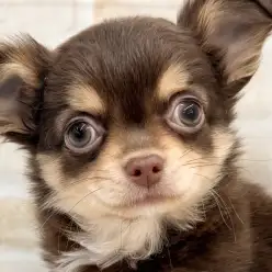 【 チワワ 】小さな体に可愛いさと優しさが倍増中！チョコタン女子の成長記録！